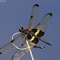 Rhyothemis phyllis (Yellow-striped Flutterer) in Cattana Wetlands<br />Canon 7D + EF400 F5.6L